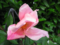 Mutabilis6.webp