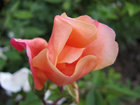 mutabilis1.webp