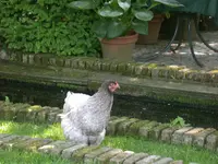 Huhn.webp
