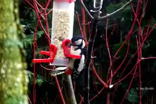 _Schwarzspecht hat Hunger.webp