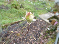 P1270044.webp