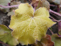 P1270037.webp
