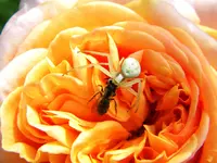 DSCN8205.webp