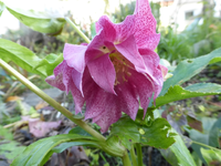 P1230980.webp