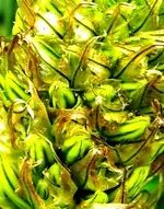 DSCN7267.webp