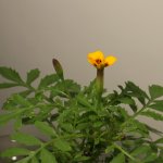 tagetes_bluete.jpg