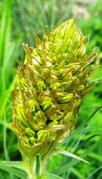 DSCN7267J.webp