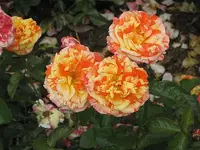 010.webp