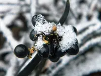 DSCN6786.webp