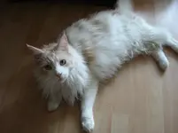 Charlie.webp
