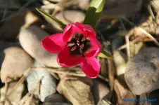 Wildtulpe 2.webp