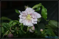 H.orientales 'Phope'..webp