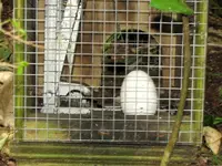 Pelorus 11.10.2014 (25)v.webp