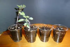 Gartenperle.webp