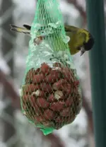 erlenzeisig eis schmilzt.webp