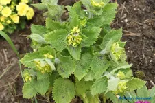 Mohnbrötchenblume2.webp