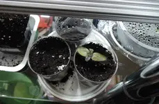 DSCN3630.2.webp