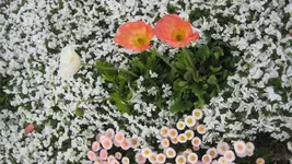 Carpet.webp