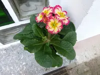 P1270267.webp
