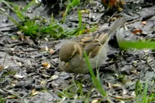 DSCN3024.webp