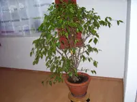 Ficus Bejamini.jpg