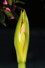 Amaryllis_rot_minimalsim_detail_2_600.webp