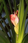 Clivia_Blüte_minimalsim_detail_600.JPG