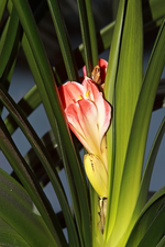 Clivia_Blüte_minimalsim_detail_600.webp