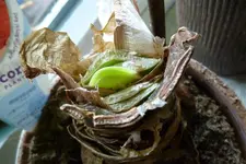 Amaryllis.webp