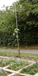 G_Riesen Sonnenblume_klein__2003_mr.ditschy.webp