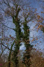 4162.webp