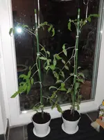 DSCN3645.2.webp
