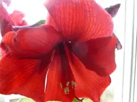 P1160896.webp