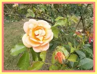 149.webp