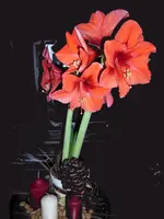 Amaryllis 001.webp