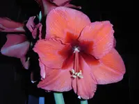 Amaryllis 002.webp