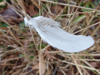 P1270134.webp