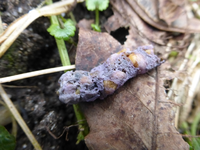 P1270260.webp