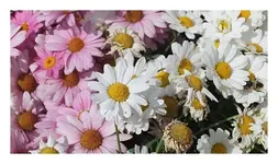 170.webp