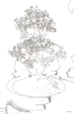 essence_of_tree.webp