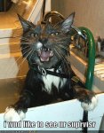 funny-pictures-cat-bath-wants-supervisor.jpg