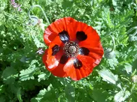 Blumen + Pflanzen alt 437v.webp