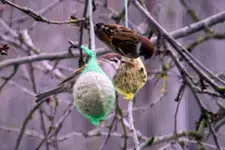 DSCN5728.webp