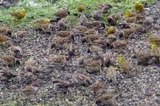Spatzen-Goldammer_06224.webp