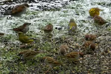 Spatzen-Grünfinken-Goldammer_06226.webp
