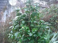 CIMG3830.webp