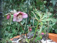 CIMG3829.webp