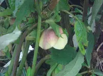 CIMG3833.webp