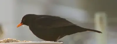 Amsel makro.webp