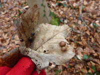 P1270148.webp